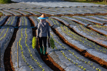 Asian farmer is carrying tray of young vegetable seedling to plant in mulching film for growing...