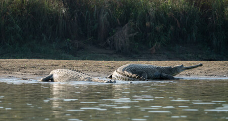 Naklejka na ściany i meble Gharial Crocodile on the Riverbank