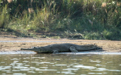 Gharial Crocodile on the Riverbank