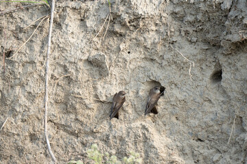 Sand Martin Colony in River Bank