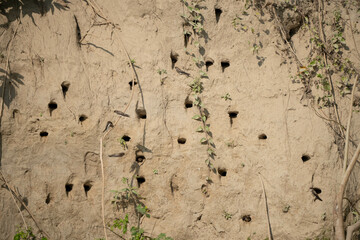 Sand Martin Colony on River Bank
