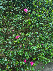 
This is a camellia tree with pink flowers.