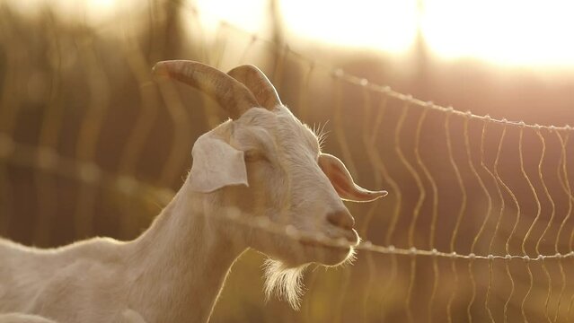 Saanen goats in a barnyard. Farming in Ontario, Canada.