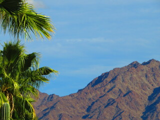 Fototapeta na wymiar palm trees in front of mountain