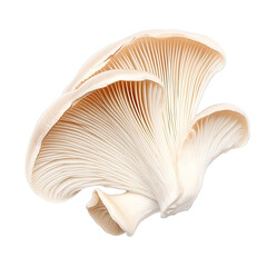 White Mushroom Isolated