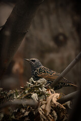 A common starling (sturnus vulgarisms) sit on a branch