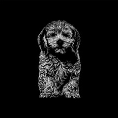 Lhasapoo hand drawing vector isolated on black background.