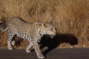 A leopard walks out of the grass to cross a road in Kruger National Park, South Africa.