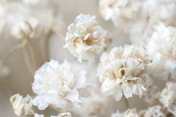Gypsophila dry little white flowers with light beige neutral color background for a wedding...