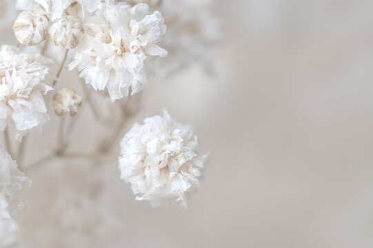 Fototapeta Gypsophila romantic dry little white flowers with light beige neutral color background for a wedding invitation or poster macro
