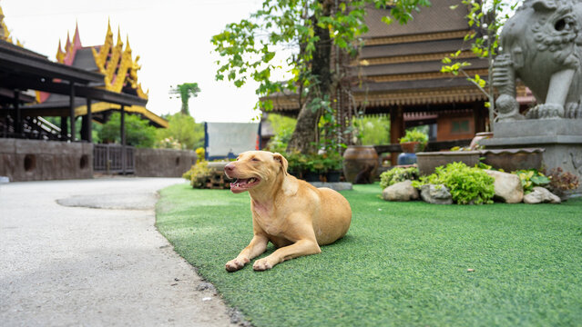 Image of a golden brown stray dog He was crouching in the grass next to the sidewalk. In the back there is a statue of a lion, a dragon jar, and a dark brown Thai-style wooden pavilion. and the fence 