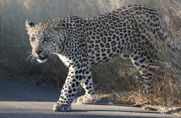A leopard walks out of the grass to cross a road in Kruger National Park, South Africa.