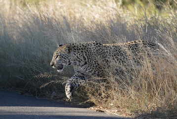 A leopard walks out of the grass to cross a road in Kruger National Park, South Africa.