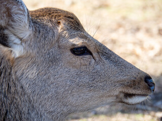 Fototapeta premium 鹿の顔のアップ。 