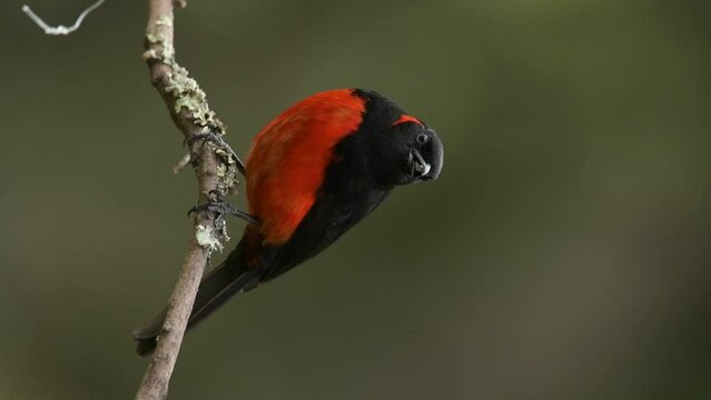 scarlet-bellied mountain tanager
