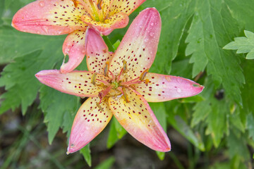 Lily in a Garden after Rain