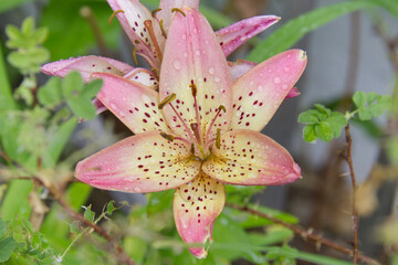 Lily in a Garden after Rain