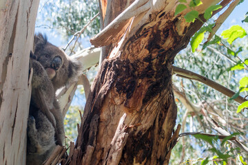 Koala in Eucalyptus Tree, Adelaide South Australia