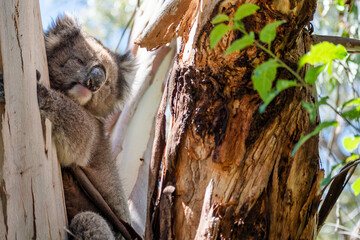Koala in Eucalyptus Tree, Adelaide South Australia