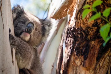 Schilderijen op glas Koala in Eucalyptus Tree, Adelaide South Australia © jimbola