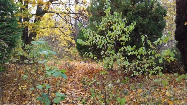 Pan to the left then walk forward  in a Park in Berlin Germany Nature dead leaves trees colors of Autumn  HD 30 FPS 10 sec