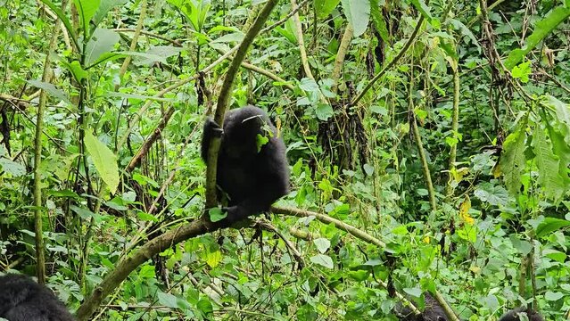 Young gorilla on a tree