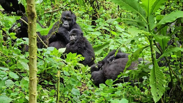 Family of gorillas in the wild