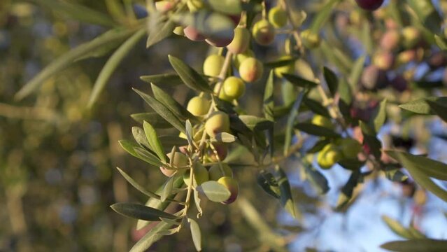Detail plan of arbequina olives in Spanish olive tree. Organic farming and olive oil industry. Healthy and organic food concept.