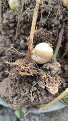 small and fresh potatoes on the ground attached to their potato plant.