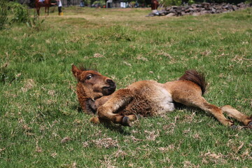 A small blonde foal sunbathing in a meadow located in a cool rural area in Dieng, Central Java, Indonesia.