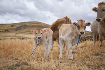 Group of Brown Swiss calf in Espinar, Cusco.