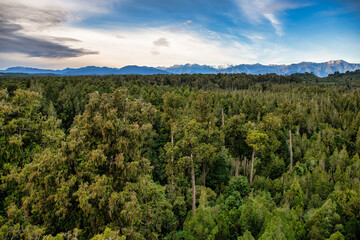 The tree walk through the top of the trees provides stunning views of the rain forest in the South Island West Coast