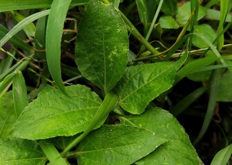 cucumber in the garden