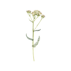 watercolor drawing plant of yarrow with green leaves and flowers, , Achillea millefolium, milfoil isolated at white background, natural element, hand drawn botanical illustration © cat_arch_angel