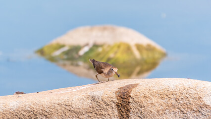 Common sandpiper, Actitis hypoleucos, resting lake shore under raindrops.