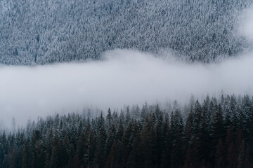 Cloudy winter day at Mt Baker with frosted trees in forest 