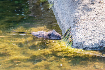 Muskrat, Ondatra zibethicuseats swiming at the surface of the lake water.