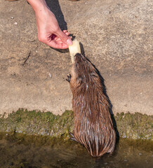 Muskrat, Ondatra zibethicuseats, eats bread from human hand.