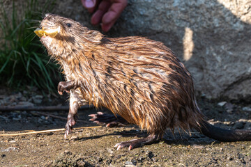Muskrat, Ondatra zibethicuseats, eats bread from human hand.