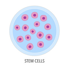Stem cells in flat design on white background. Cells that can differentiate into other types of cells. Can also divide in self-renewal to produce more cells.