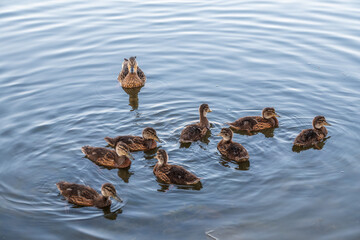 A family of ducks, a duck and its little ducklings are swimming in the water. The duck takes care of its newborn ducklings. Mallard, lat. Anas platyrhynchos