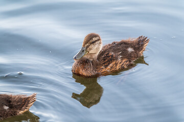 Cute little duckling swimming alone in a lake or river with calm water