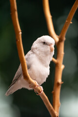 Tiny parrot parakeet white Forpus bird Pacific Parrotlet rest on branch.