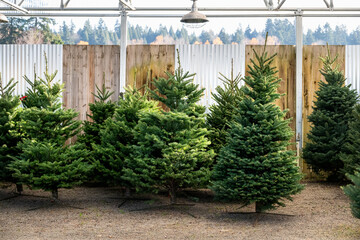 Sheared fir Christmas trees in stands, covered tree lot, ready for purchase
