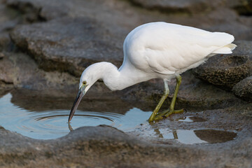 White egret fossicking in a rock pool