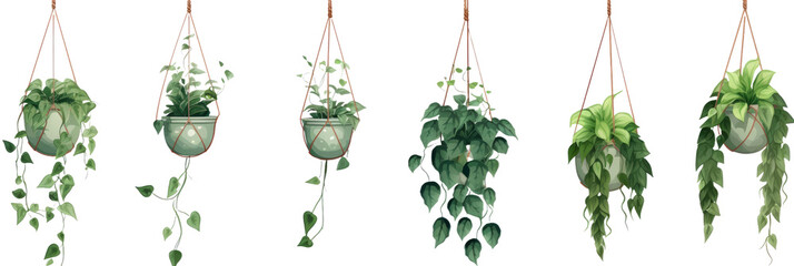 Set of hanging ivy plants on transparent background