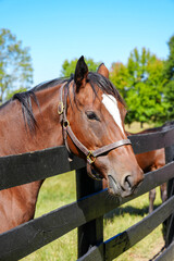 Naklejka premium Thoroughbred horse standing next to fence