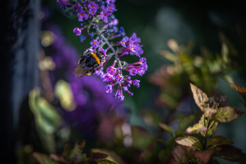 Bee collecting pollen 