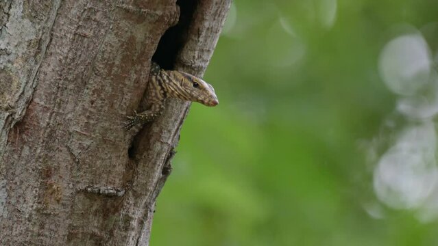 Camera zooms out revealing this individual looking to the right with its left leg out to balance, Clouded Monitor Lizard Varanus nebulosus, Thailand