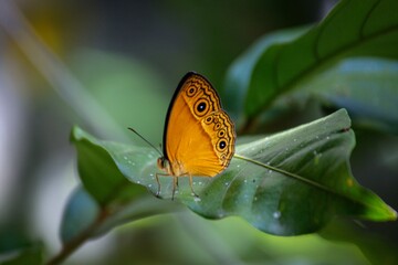 Glad-eye Bushbrown butterfly - Mycalesis patnia, colored butterfly from Asian meadows and gardens, Sri Lanka